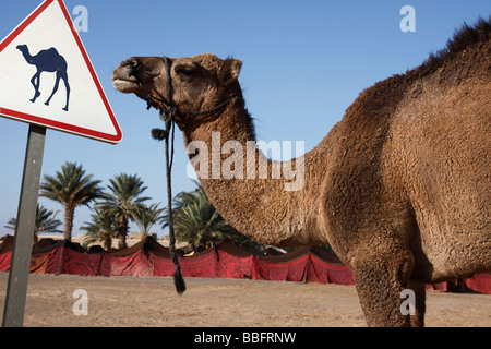 Afrique, Afrique du Nord, Maroc, Sahara, Merzouga, Erg Chebbi, chameau chameau à Signpost Banque D'Images