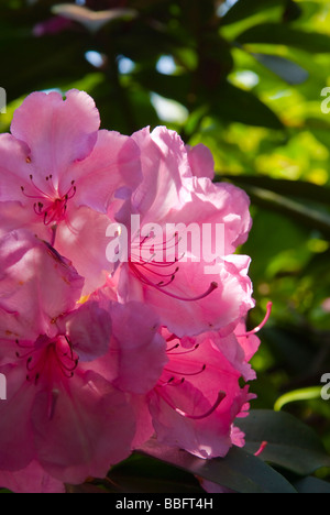 Un gros plan d'une fleur rhododendron rose pourpre au printemps rétro-éclairé dans un jardin Banque D'Images