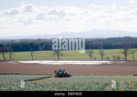 La récolte et l'emballage des poireaux dans la région des Scottish Borders Banque D'Images