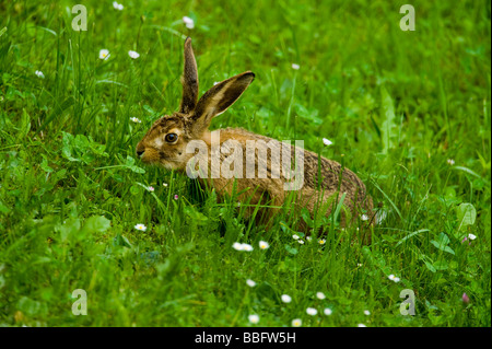 Lièvre Lepus europaeus broussailles sauvages vie naturelife la nature avec une big tick sous l'oeil de l'herbe verte l'heure big spring Banque D'Images