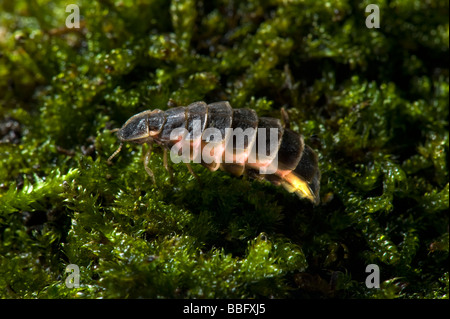 Femme fire fly firefly glow worm glowworm sur sol mousse prises femelles n'ont pas d'insectes ailes ala beetle bug Glow worm Lampyris noctiluc Banque D'Images