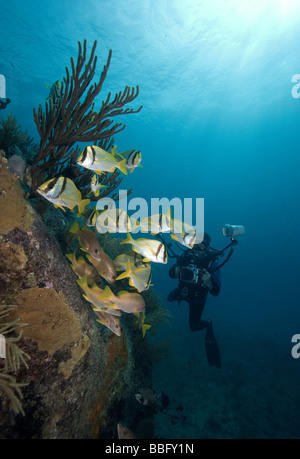 Plongée sous-marine sur épave. Banque D'Images