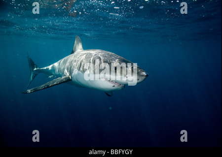 Grand requin blanc. Banque D'Images