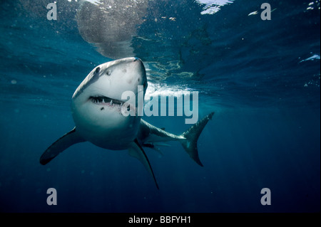 Grand requin blanc. Banque D'Images