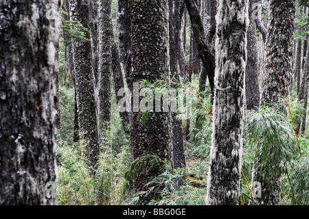 Araucania arbres dans le Parc National de Villarica, Chili Banque D'Images