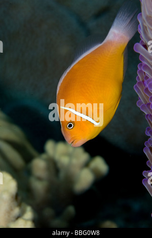 Close-up de poisson de l'anémone. Banque D'Images