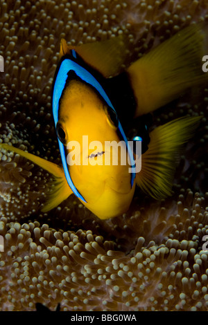 Close-up de poisson de l'anémone. Banque D'Images