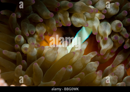 Close-up de poisson de l'anémone. Banque D'Images