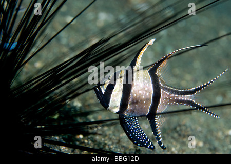 Poisson cardinal et les oursins. Banque D'Images