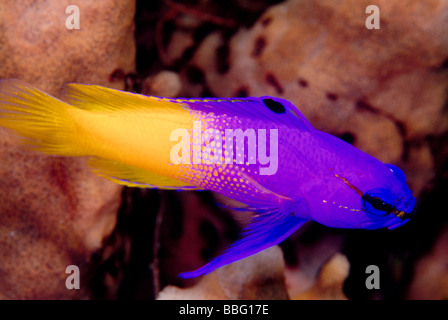 Fairy basslet colorés. Banque D'Images