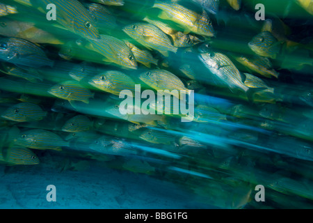 Bancs de poissons. Banque D'Images