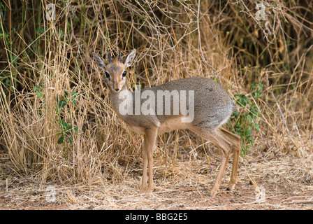 S Kirk Dik Dik Madoqua kirkii SAMBURU NATIONAL RESERVE Kenya Afrique de l'Est Banque D'Images