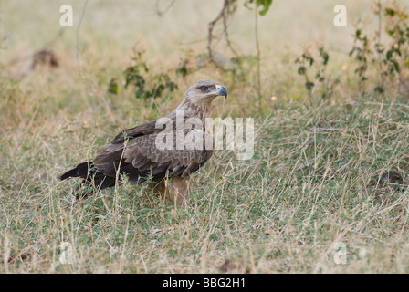 Aigle ravisseur, Aquila rapax, Réserve nationale de Samburu, Kenya Afrique de l'Est Banque D'Images