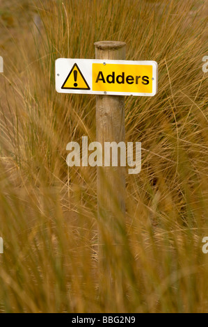 Adder signe parmi les herbes longues dunes de sable de l'ammophile à Bantham Beach sur la côte sud du Devon UK Banque D'Images