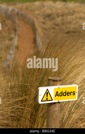 Adder signe parmi les herbes longues dunes de sable de l'ammophile à Bantham Beach sur la côte sud du Devon UK Banque D'Images