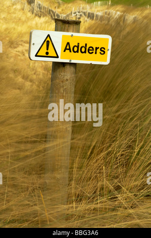 Adder signe parmi les herbes longues dunes de sable de l'ammophile à Bantham Beach sur la côte sud du Devon UK Banque D'Images