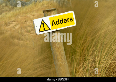 Adder signe parmi les herbes longues dunes de sable de l'ammophile à Bantham Beach sur la côte sud du Devon UK Banque D'Images