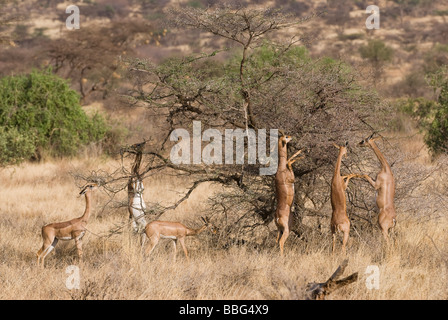 Gerenuk Litocranius walleri RÉSERVE NATIONALE DE SAMBURU, Kenya Afrique de l'Est Banque D'Images