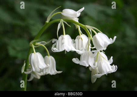 Sous forme de blanc Bluebell Hyacinthoides hispanica Espagnol Banque D'Images