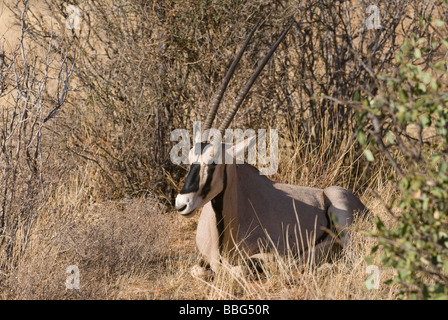 Oryx de beisa oryx d'Afrique de l'Est de la réserve nationale de Samburu, Kenya Afrique de l'Est Banque D'Images