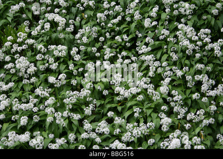 Tapis d'ail sauvage ou Allium ursinum Ramsons couvrant un plancher bois au printemps Banque D'Images