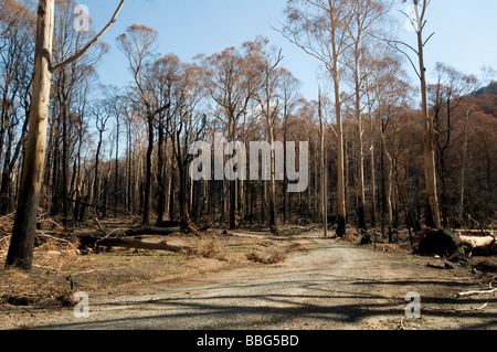 Dévastation et des arbres tombés après un incendie Banque D'Images