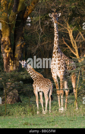 Les jeunes Masai bébé girafe avec mère Giraffa camelopardalis Giraffa camelopardalis tippelskirchi NAIVASHA Kenya Afrique de l'Est Banque D'Images