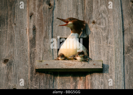 Grand Harle (Mergus merganser), femme avec deux jours de poussins d'un jour, de repousser l'attaque d'un Faucon crécerelle sur le nid Banque D'Images