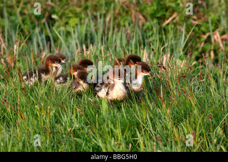 Grand Harle (Mergus merganser), les poussins, deux jours Banque D'Images