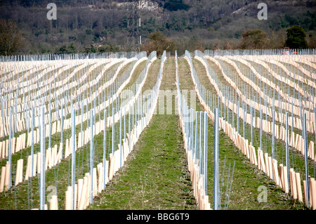 Rangées de vignes nouvellement plantées dans le Kent Banque D'Images