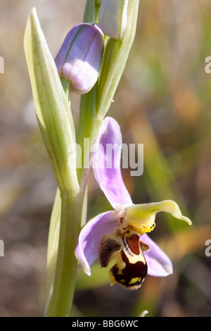 L'orchidée abeille (Ophrys apifera) sur les zones côtières downland. Dorset, UK. Banque D'Images