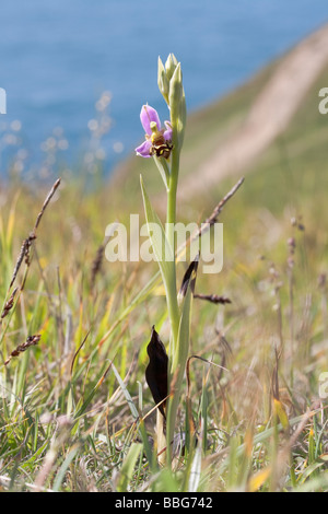 L'orchidée abeille (Ophrys apifera) sur le chemin de la côte. Dorset, UK. Banque D'Images