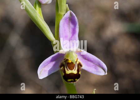 L'orchidée abeille (Ophrys apifera) flower contre terre exposés banque. Banque D'Images