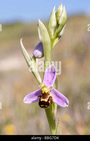 L'orchidée abeille (Ophrys apifera) sur les zones côtières downland. Dorset, UK. Banque D'Images