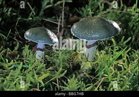 Toon-de-gris (Stropharia aeruginosa) Banque D'Images