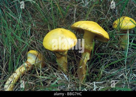 Mélèze Bolet (Suillus grevillei) Banque D'Images