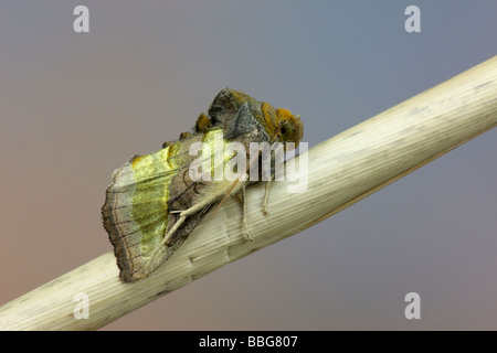 Laiton bruni Diachrysia chrysitis Banque D'Images