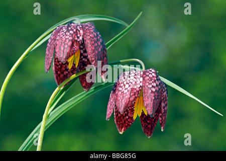 La tête de serpent floraison Fritillary, à carreaux ou la jonquille Fleur d'échecs (Fritillaria meleagris), rares et protégées des plantes de prairie Banque D'Images