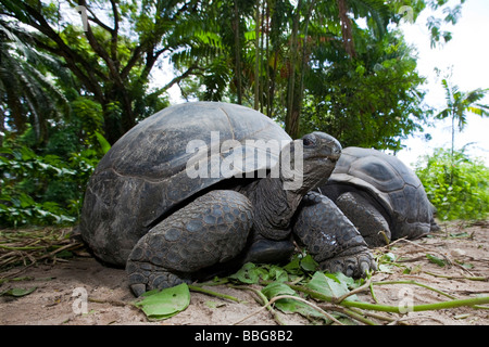 Tortue géante d'Aldabra (Geochelone gigantea), l'île de Mahé, Seychelles, océan Indien, Afrique Banque D'Images