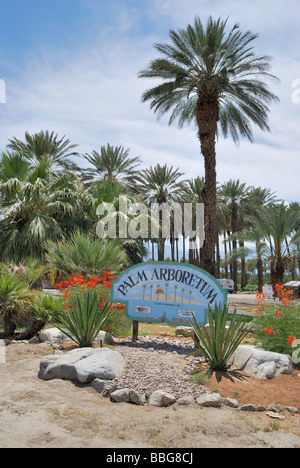 Date de palmiers au Palm Arboretum date palm oasis thermique ferme CA Banque D'Images