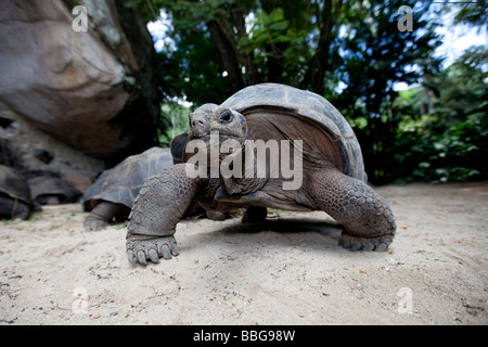 Tortue géante d'Aldabra (Geochelone gigantea), l'île de Mahé, Seychelles, océan Indien, Afrique Banque D'Images