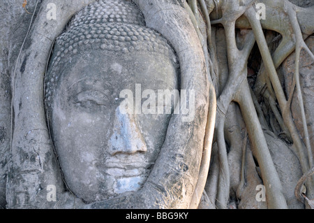 Tête de grès d'une statue de Bouddha, envahies par les racines d'un arbre de Bodhi (Ficus religiosa), Wat Mahathat, Ayutthaya, Thaïlande, Banque D'Images