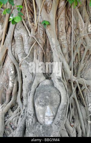 Tête de grès d'une statue de Bouddha, envahies par les racines d'un arbre de Bodhi (Ficus religiosa), Wat Mahathat, Ayutthaya, Thaïlande, Banque D'Images