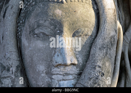 Tête de grès d'une statue de Bouddha, envahies par les racines d'un arbre de Bodhi (Ficus religiosa), Wat Mahathat, Ayutthaya, Thaïlande, Banque D'Images