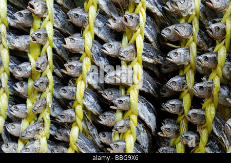 La nourriture coréenne, le poisson séché dans un marché à Séoul, Corée du Sud, Asie Banque D'Images