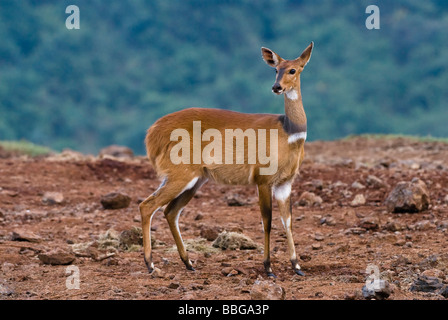 Tragelaphus scriptus femelle Bushbuck L'ARCHE ABERDARE NATIONAL PARK Kenya Afrique de l'Est Banque D'Images