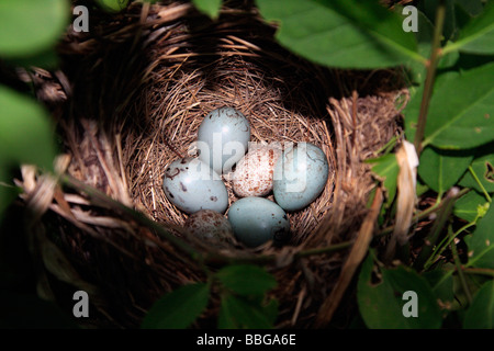 Red-Winged Blackbird nid avec deux oeufs de vacher Banque D'Images