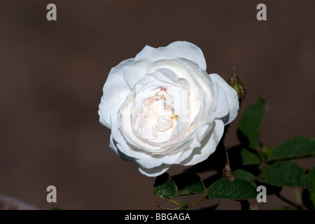Une Rose Blanche Blanche Moreau Moss Banque D'Images