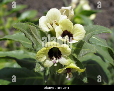 Jusquiame blanche (Hyoscyamus albus), La Palma, Canary Islands, Spain, Europe Banque D'Images