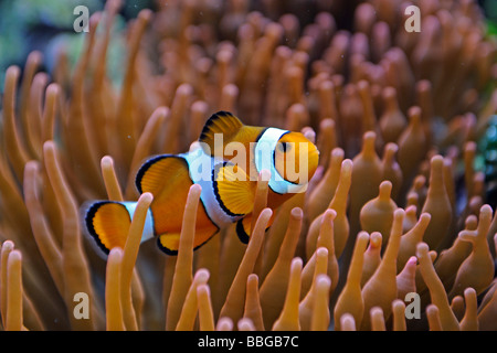 Poissons clowns (Amphiprion ocellaris), Nemo, dans Anemone Heteractis (spec.) Banque D'Images